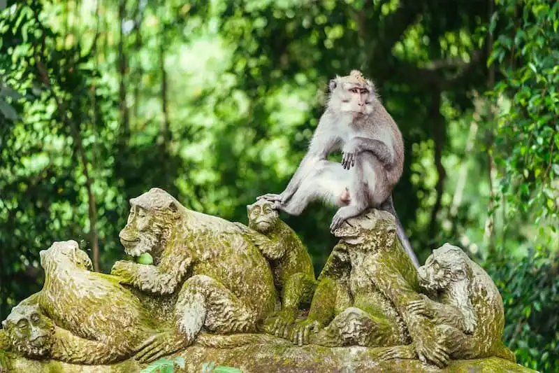 Monkeys at Ubud Monkey Forest sitting on temple ruins surrounded by dense greenery