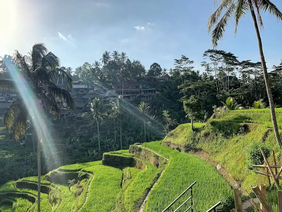 tegalalang-rice-terrece-3